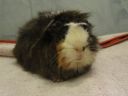 Dateiname=Rufus.jpg
Dateigröße=280KB
Abmessungen: 2048x1536
hinzugefügt am: 11. März 2012 Rufus.jpg